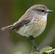 Reunion Stonechat