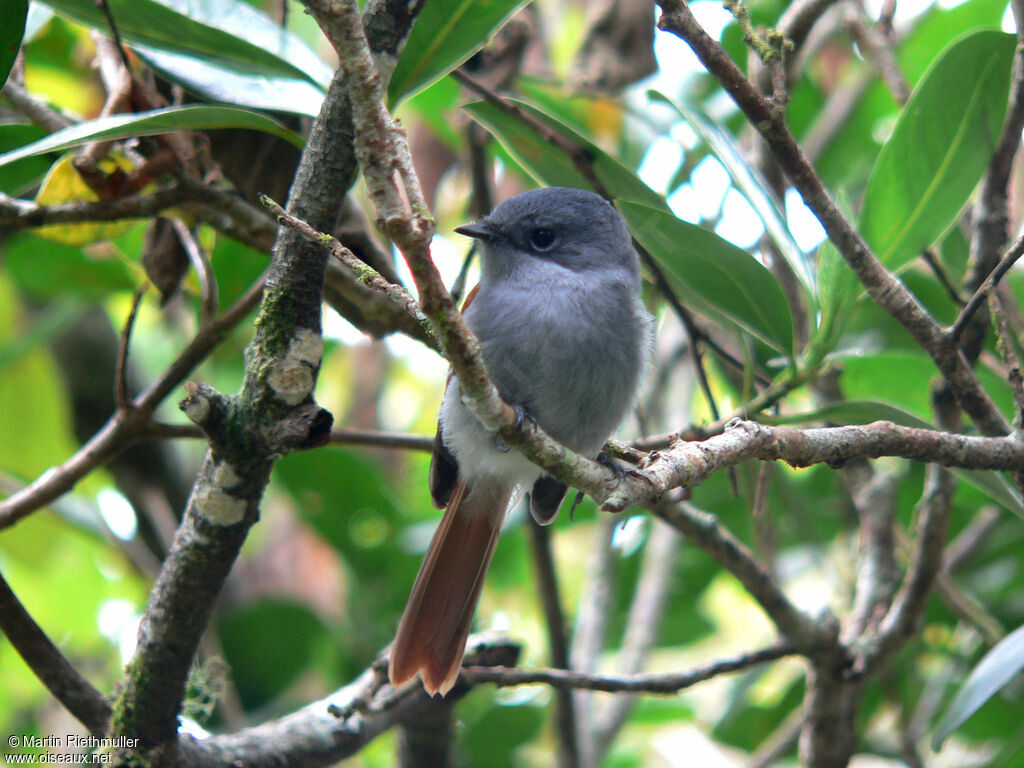 Mascarene Paradise Flycatcher female adult