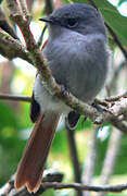 Mascarene Paradise Flycatcher