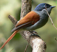 Mascarene Paradise Flycatcher