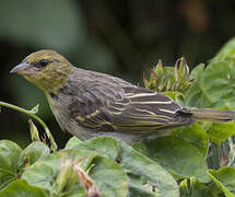 Village Weaver