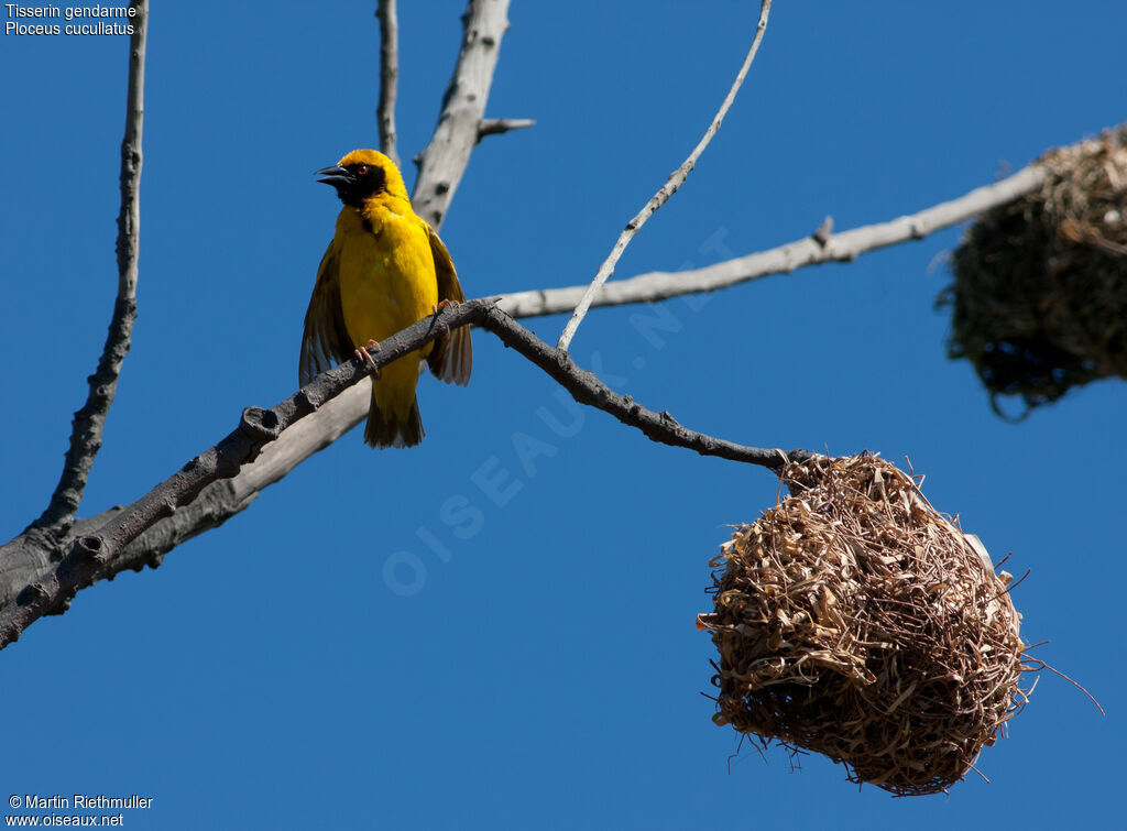 Village Weaver male adult breeding