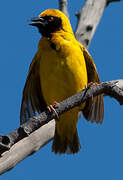 Village Weaver