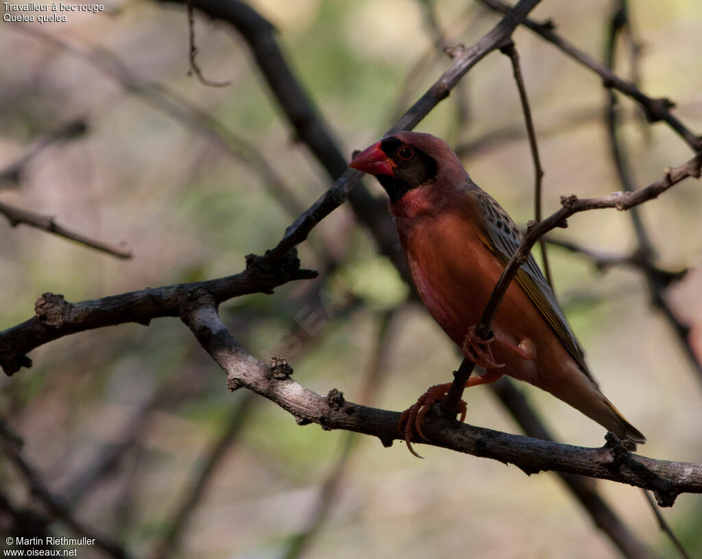 Red-billed Quelea male adult breeding