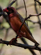 Red-billed Quelea