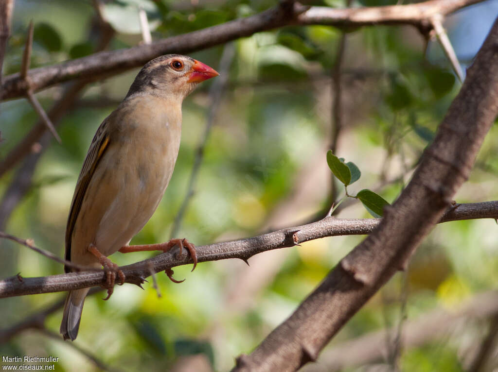 Red-billed Quelea male adult post breeding, pigmentation