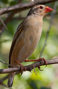 Red-billed Quelea