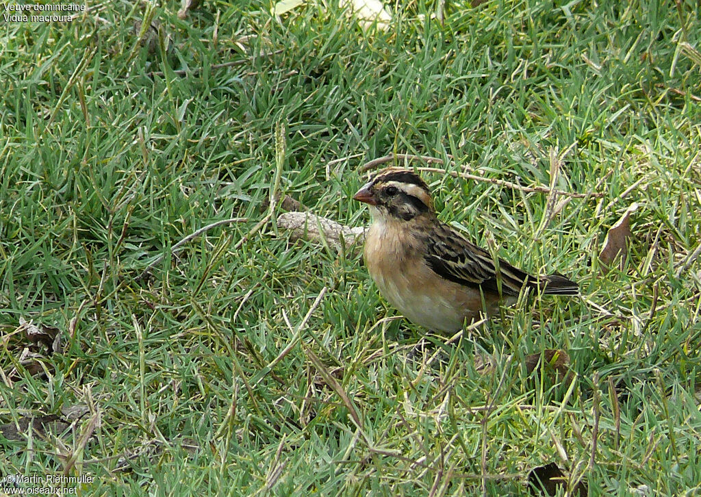 Pin-tailed Whydah female adult