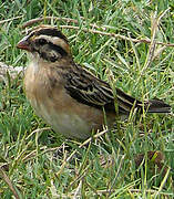 Pin-tailed Whydah