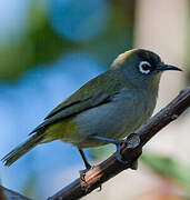 Reunion Olive White-eye