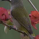 Zostérops de la Réunion
