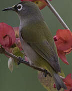 Reunion Olive White-eye