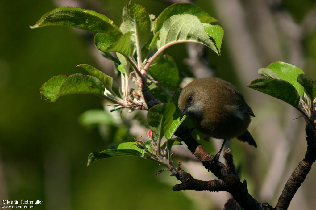 Reunion Grey White-eye