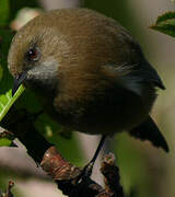 Reunion Grey White-eye