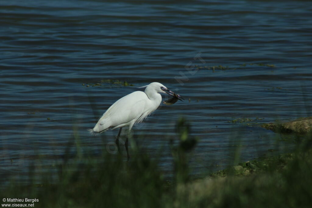 Little Egret, fishing/hunting