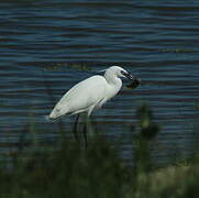 Little Egret