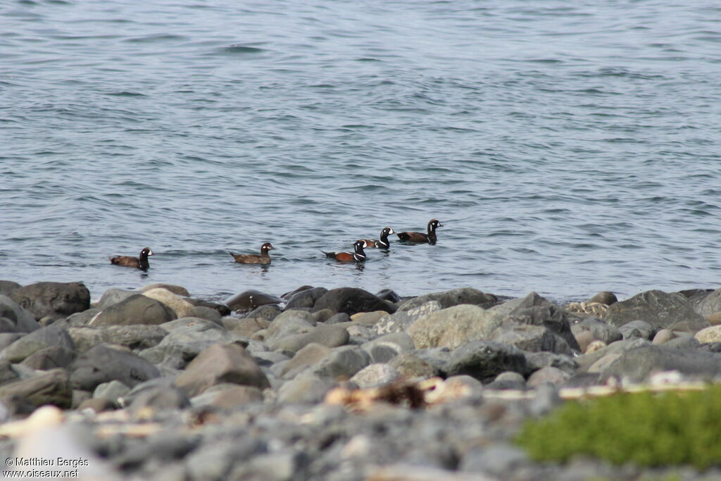 Harlequin Duck