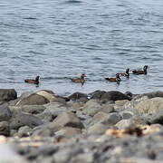 Harlequin Duck