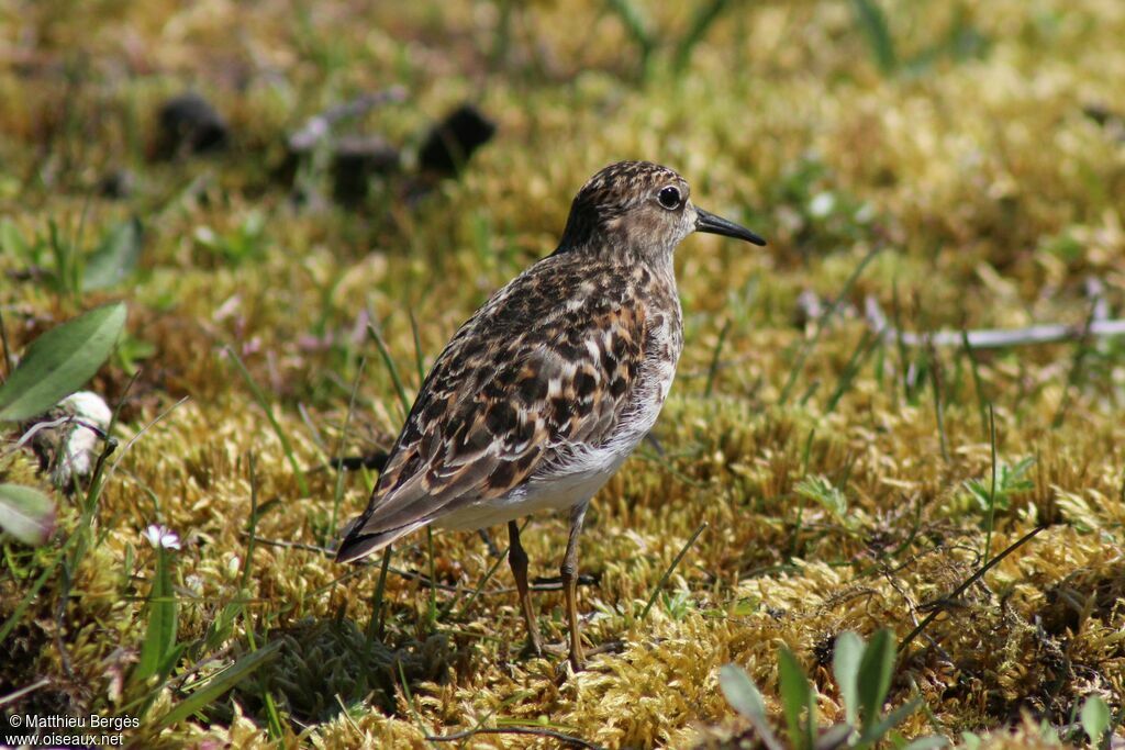 Least Sandpiper