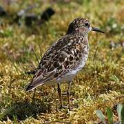 Least Sandpiper