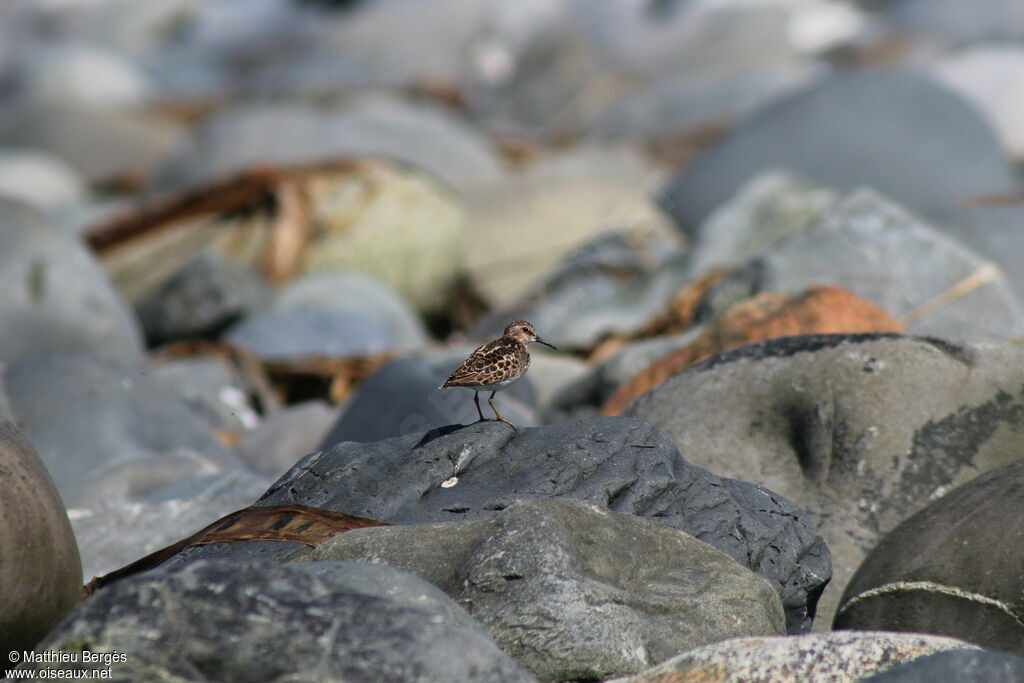 Least Sandpiper