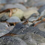 Least Sandpiper