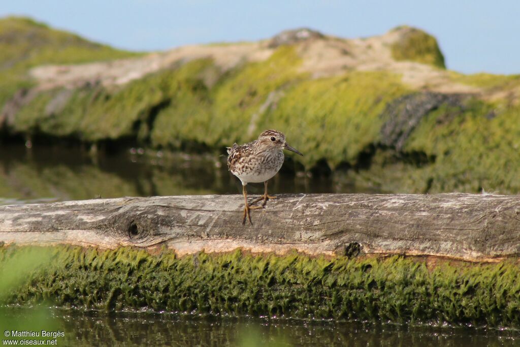 Least Sandpiper