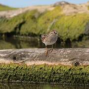 Least Sandpiper