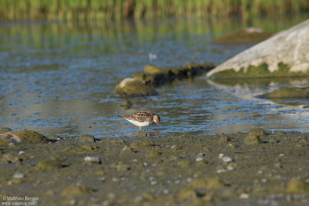 Pectoral Sandpiper