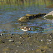 Pectoral Sandpiper