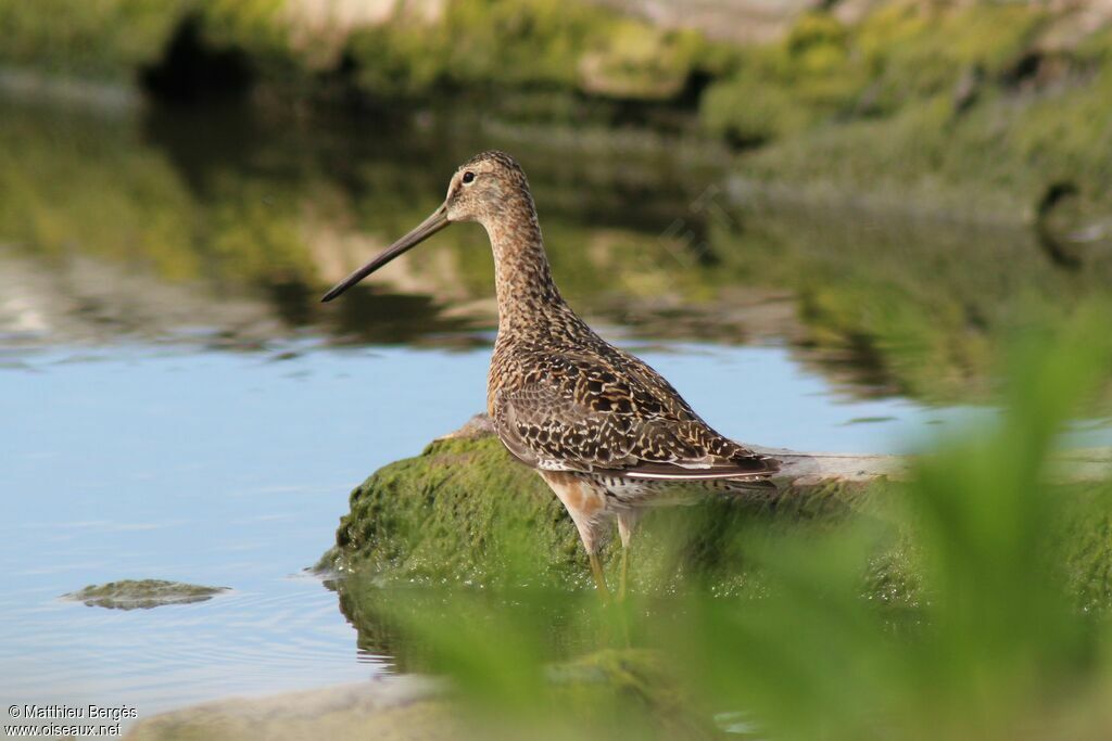 Short-billed Dowitcher