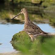 Short-billed Dowitcher