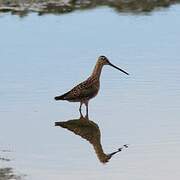 Short-billed Dowitcher