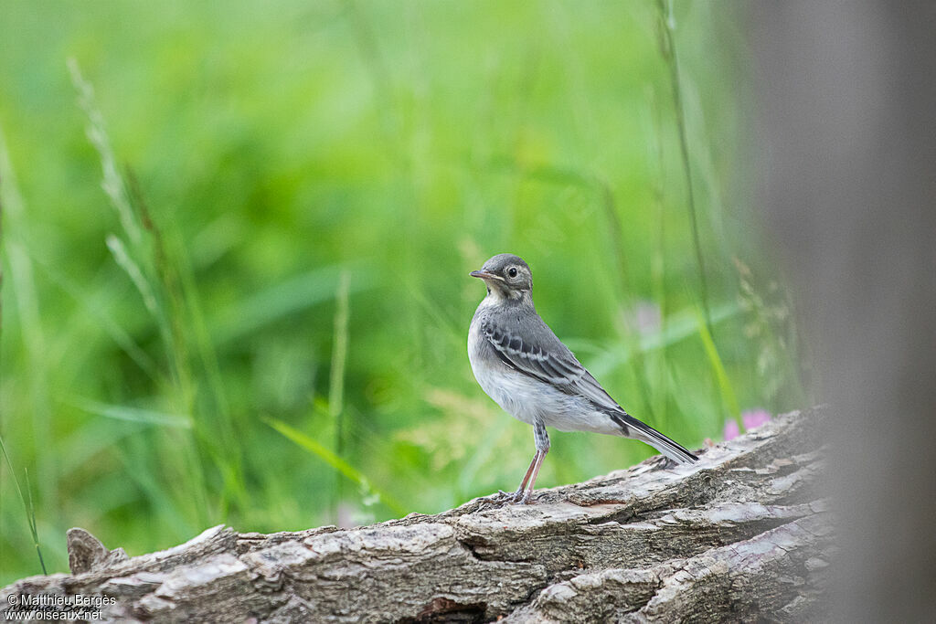 White Wagtailjuvenile