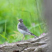 White Wagtail