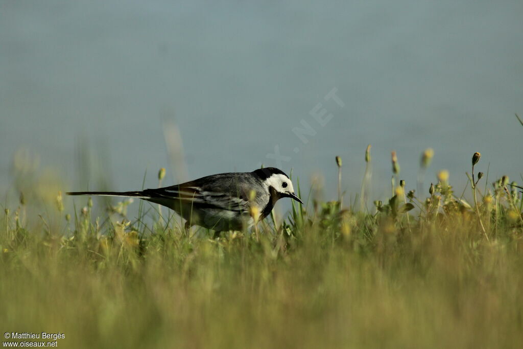 White Wagtail