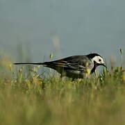 White Wagtail