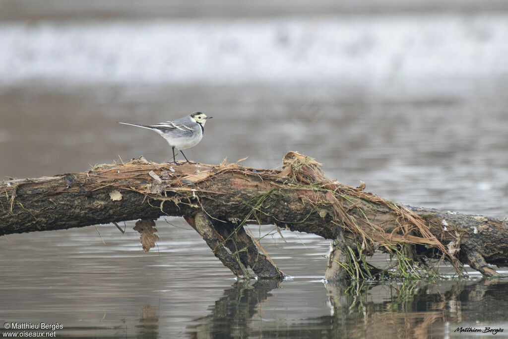 White Wagtail