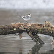 White Wagtail