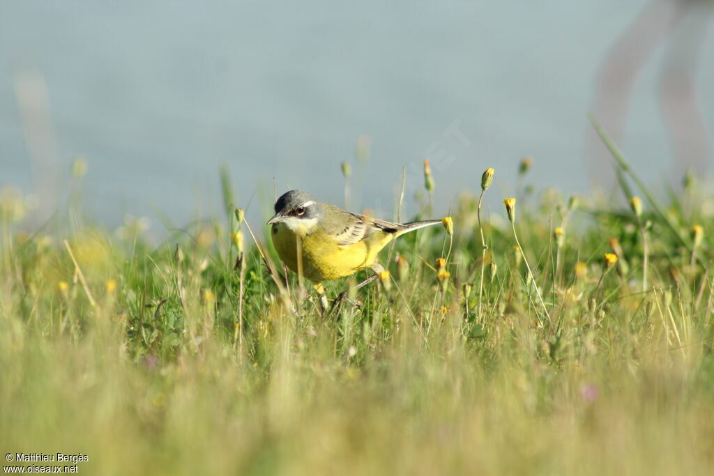 Western Yellow Wagtail