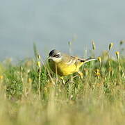 Western Yellow Wagtail