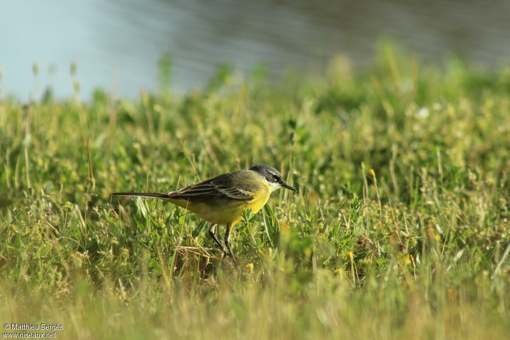 Western Yellow Wagtail