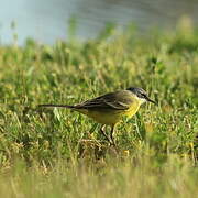 Western Yellow Wagtail