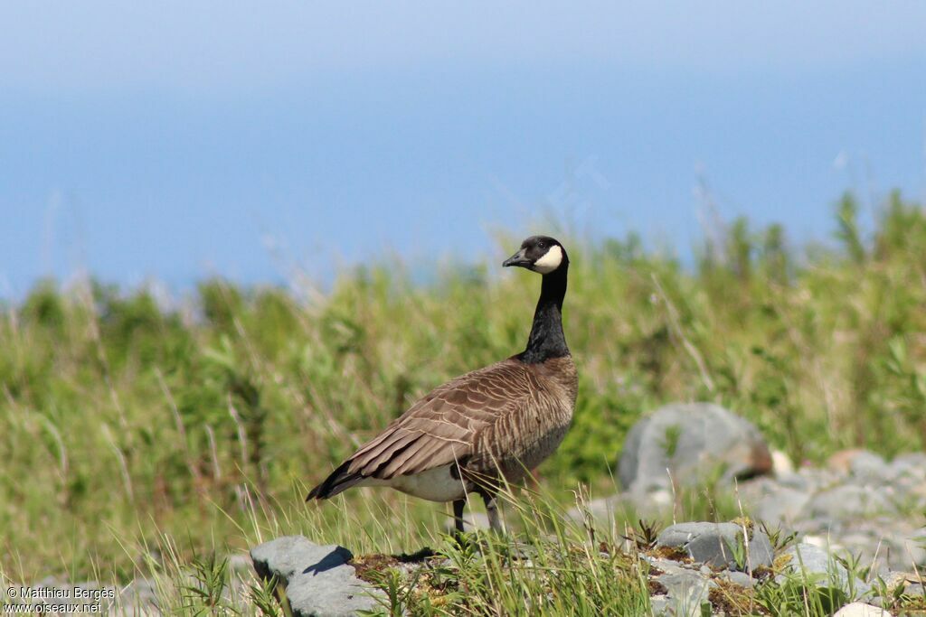 Canada Goose