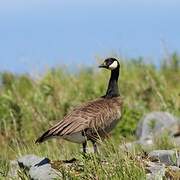 Canada Goose