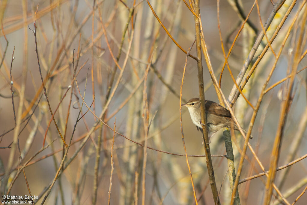 Bouscarle de Cetti