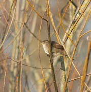 Cetti's Warbler