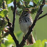 Savannah Sparrow