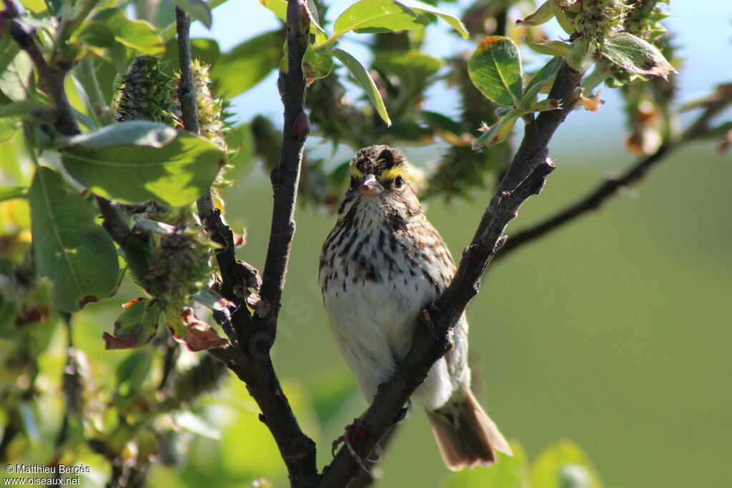 Savannah Sparrow