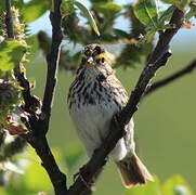 Savannah Sparrow